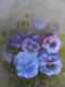 blue pansies